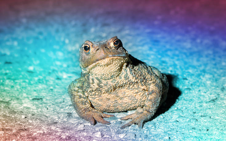 Ο ψυχεδελικός βάτραχος και τα οφέλη του για την… υγεία