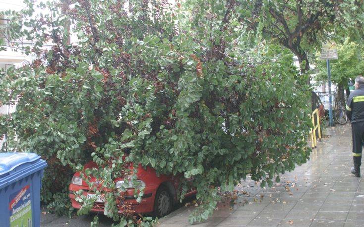 Θεσσαλονίκη: Δέντρο έπεσε πάνω σε αυτοκίνητα