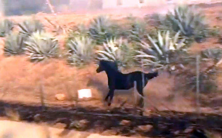 Καλιφόρνια: Άλογο εισβάλει στη φωτιά για να σώσει την οικογένειά του από τις φλόγες