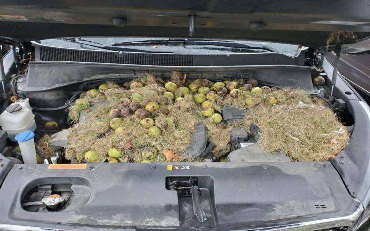 Σκίουροι αποθήκευσαν σε καπό αμαξιού 200 καρύδια