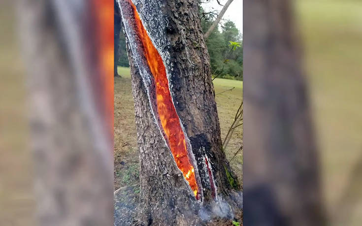 Δέντρο που χτυπήθηκε από κεραυνό καίγεται από μέσα προς τα έξω