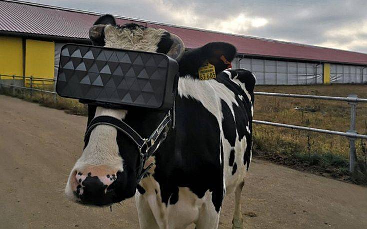 Ρώσοι βάζουν VR headsets σε αγελάδες για να είναι λιγότερο αγχωμένες