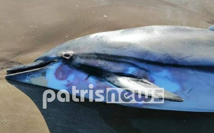 Νεκρό δελφίνι στο Κατάκολο