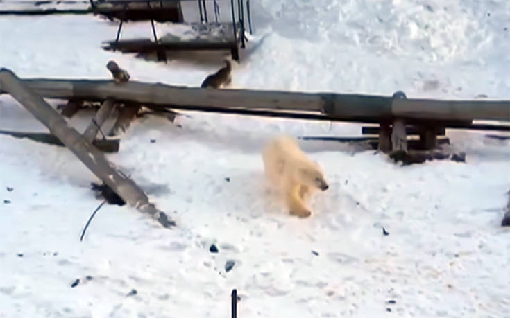 Κλιματική αλλαγή: 56 πολικές αρκούδες έχουν συγκεντρωθεί στα περίχωρα χωριού της Ρωσίας