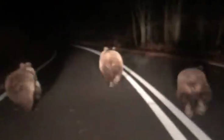 Καστοριά: Αρκούδα με τα αρκουδάκια της τρέχουν στον δρόμο