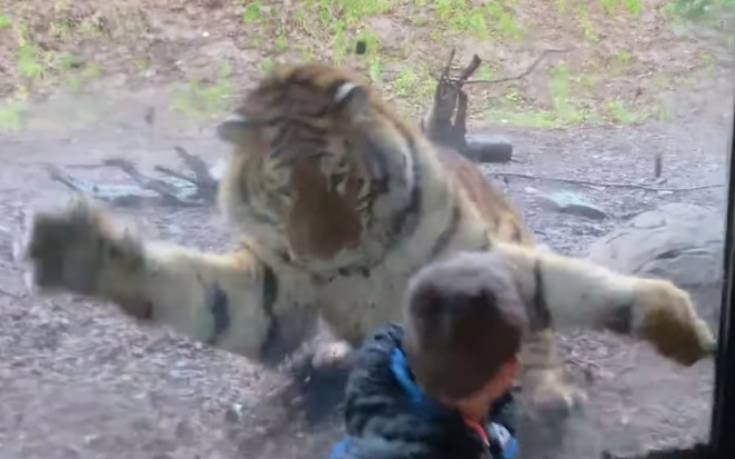 Βίντεο με τίγρη να&#8230; επιτίθεται σε αγόρι στο ζωολογικό κήπο: «Ο γιος μου ήταν το σημερινό μενού»