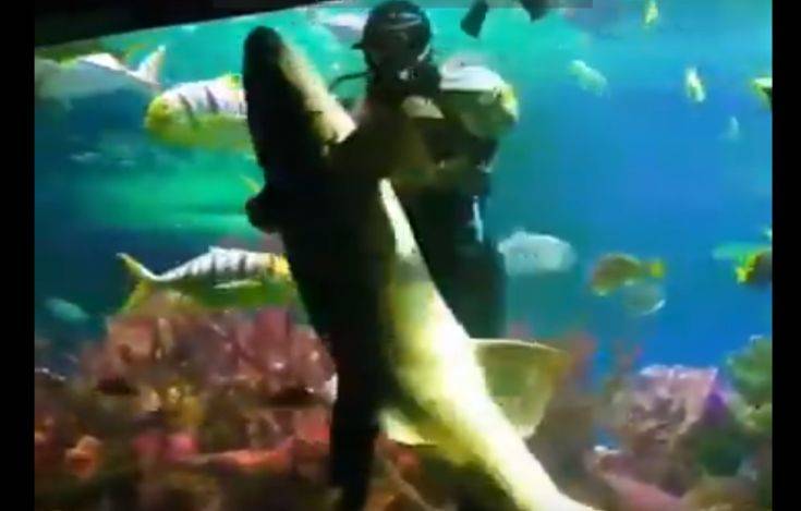 Δύτης χορεύει με… καρχαρία σε ενυδρείο μπροστά στα μάτια σοκαρισμένων θεατών