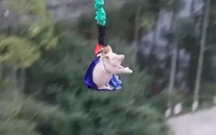 Οργή για θεματικό πάρκο στην Κίνα: Έβαλαν γουρούνι να κάνει bungee jumping