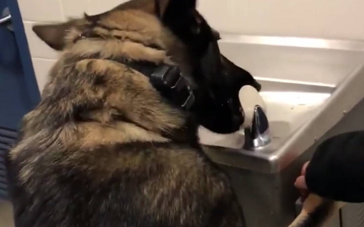 Σκύλος ανέβηκε σε ψύκτη και ήπιε μόνος του νερό