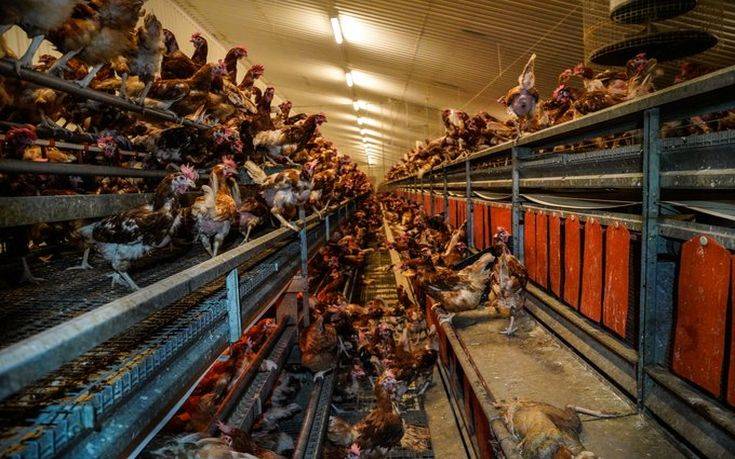 Εικόνες &#8211; ντροπή με νεκρά και άρρωστα πουλιά μέσα σε πτηνοτροφική μονάδα στη Βρετανία