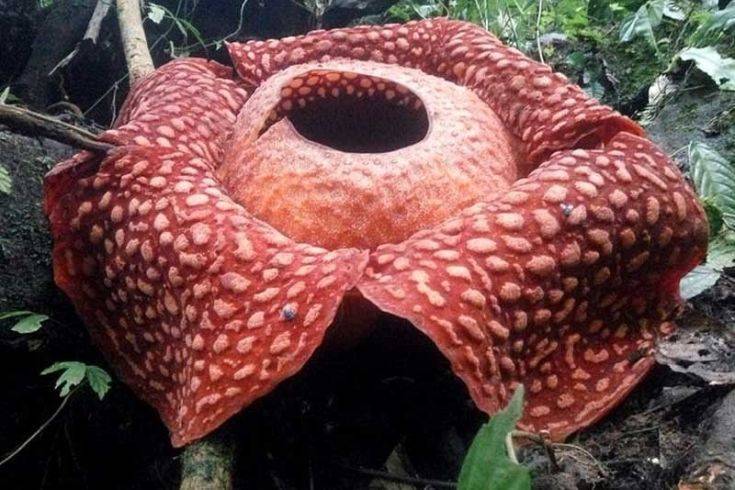 Το μεγαλύτερο λουλούδι του κόσμου που βρωμάει σαν σάπια σάρκα… άνθισε
