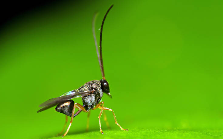 Η παρασιτική σφήκα που μετατρέπει τις αράχνες σε ζόμπι έχει 15 νέα είδη