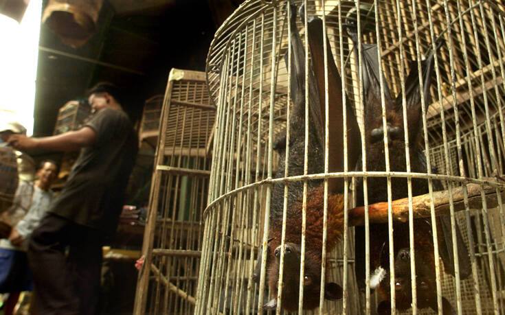 Δεν πτοούνται από τον κορονοϊό στην Ινδονησία, ξεπουλάει σε κάποιες περιοχές το κρέας νυχτερίδας