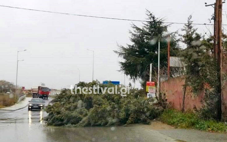 Δέντρο έπεσε στη μέση του δρόμου στην Πολίχνη Θεσσαλονίκης λόγω των ισχυρών ανεμών