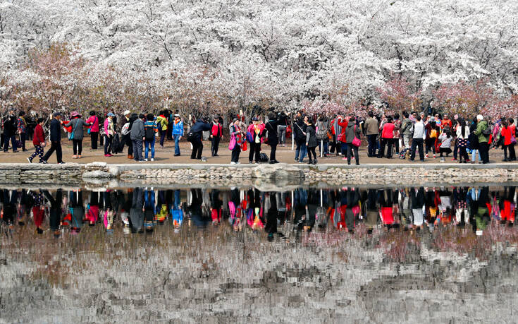 Κορονοϊός: Επικίνδυνα τα πικ-νικ κάτω από τις ανθισμένες κερασιές στο Τόκιο