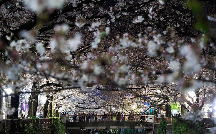 Κορονοϊός στην Ιαπωνία: «Οι κερασιές θα ανθίσουν και του χρόνου» &#8211; Στοκάρουν νουντλς οι Ιάπωνες