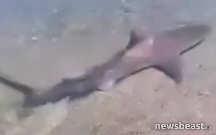 Βίντεο με καρχαριοειδές να κολυμπάει κοντά σε λουόμενους στο Καλαμάκι Κορινθίας