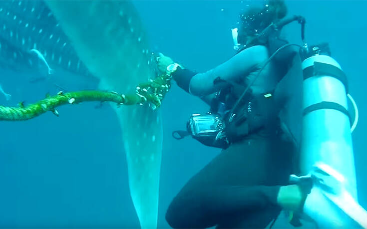 Δραματική προσπάθεια δυτών να απελευθερώσουν φαλαινοκαρχαρία που έχει παγιδευτεί σε ένα κομμάτι σκοινί