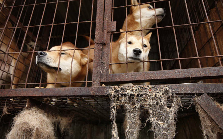 Οι Κινέζοι αψηφούν το νόμο και διοργανώνουν το αποτρόπαιο φεστιβάλ με κρέας σκύλου