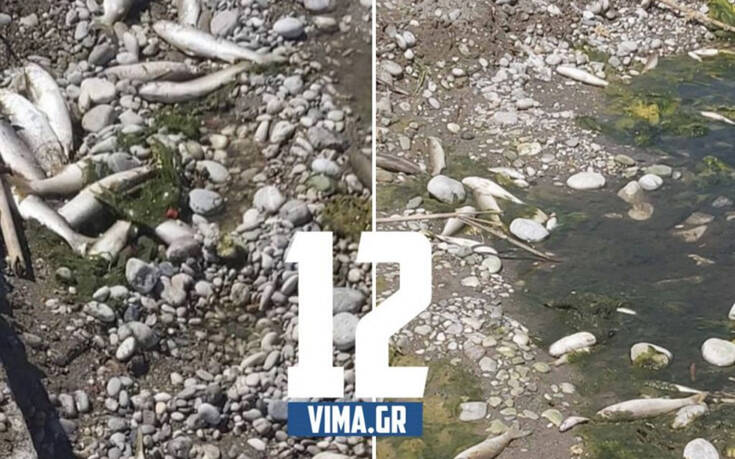 Ρόδος: Δεκάδες νεκρά ψάρια ξεβράστηκαν στην όχθη του ποταμού Κρεμαστής