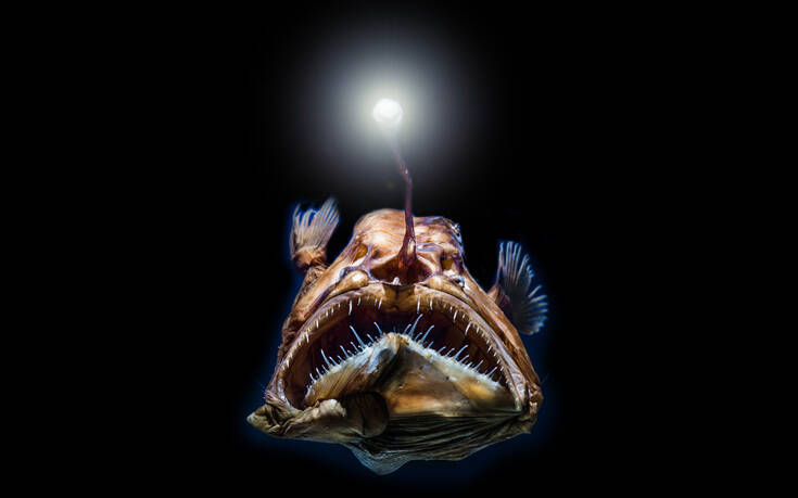 Τα ψάρια της Αβύσσου έχουν ένα μυστικό για να περνούν απαρατήρητα