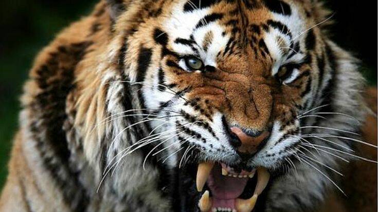 Τίγρη Σιβηρίας τραυμάτισε θανάσιμα φύλακα ζωολογικού κήπου στη Ζυρίχη
