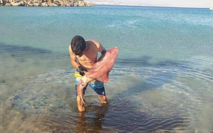 Ψέριμος: 15χρονος ψάρεψε καλαμάρι-γίγας 17 κιλών
