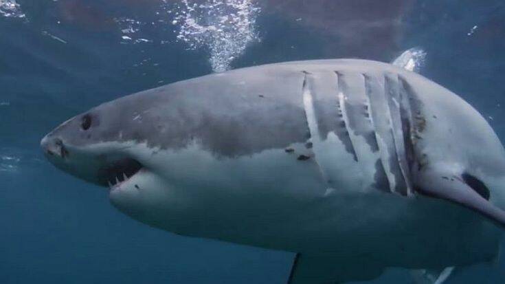 Μεγάλος λευκός καρχαρίας πήδηξε 4,5 μέτρα έξω από το νερό με ένα &#8230;μεζέ στον στόμα του