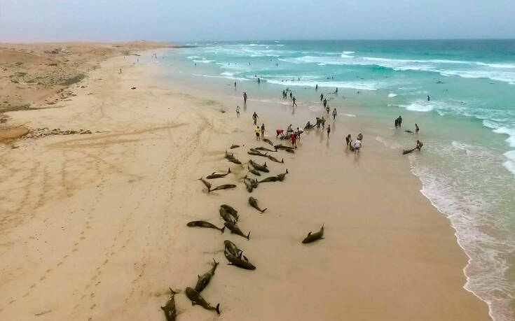 Ισπανία: Εννέα μαυροδέλφινα εξόκειλαν σε παραλία της Αστούριας και πέθαναν