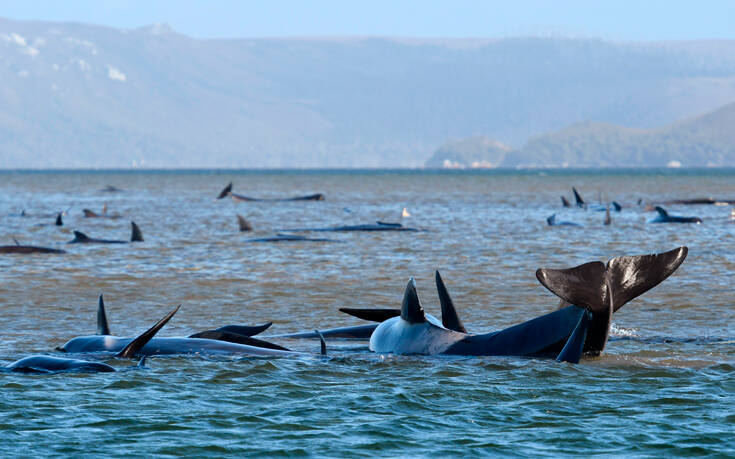 Τις δεκάδες φάλαινες που έχουν παγιδευτεί στο νησί Τασμανία προσπαθούν να σώσουν οι επιστήμονες