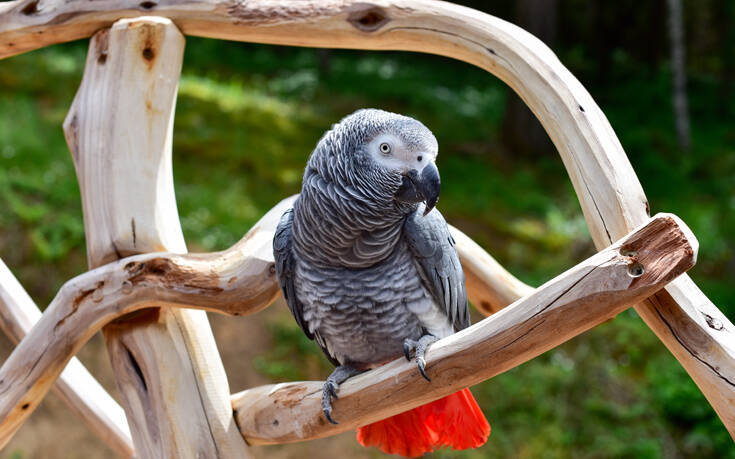 Οι παπαγάλοι ξεκίνησαν τα «γαλλικά» και ο ζωολογικός κήπος τούς απομάκρυνε άρον άρον
