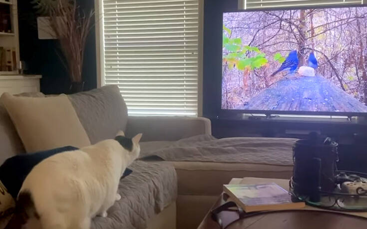 Γάτα θέλει να πιάσει&#8230; τα πουλιά της τηλεόρασης