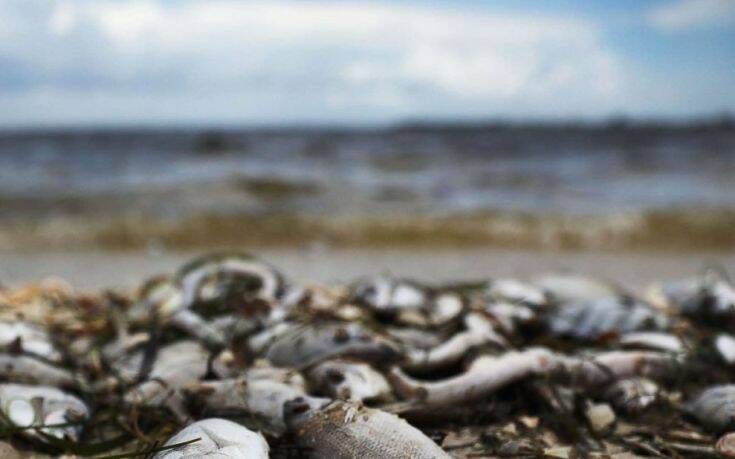 Σε τοξικά φύκια οφείλεται ο μαζικός θάνατος των θαλάσσιων ζώων στην Χερσόνησο της Καμτσάτκα