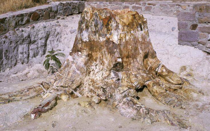 Απολιθωμένο Δάσος Λέσβου: Ευρήματα για τα είδη δέντρων που υπήρχαν και τις κλιματικές συνθήκες που επικρατούσαν στην περιοχή