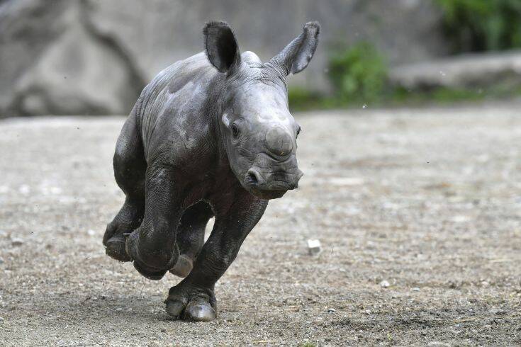 Σπάνιος λευκός ρινόκερος γεννήθηκε στο θεματικό πάρκο Disney Animal Kingdom