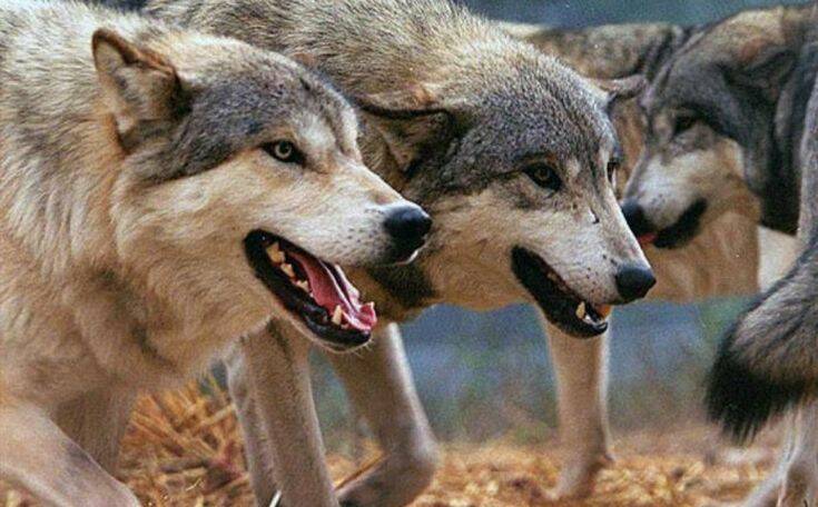 Αγέλη λύκων το έσκασε από πάρκο άγριων ζώων στη Νίκαια της Γαλλίας