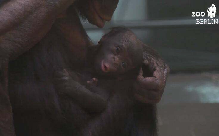 «Πολύτιμη» ονομάστηκε ο χιμπατζής μπονόμπο του ζωολογικού κήπου του Βερολίνου