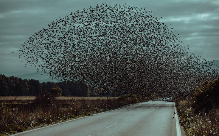 Εντυπωσιακό σκηνικό με σμήνος πουλιών στο δρόμο
