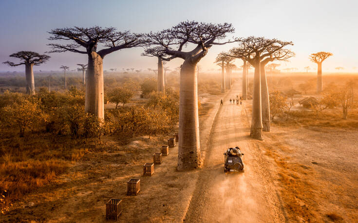 Η λεωφόρος με το δέντρο του «Μικρού Πρίγκιπα» στη Μαδαγασκάρη