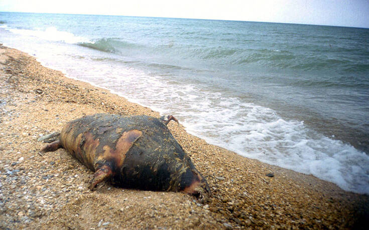 Μυστήριο με σχεδόν 300 φώκιες που ξεβράστηκαν νεκρές σε παραλίες στην Κασπία
