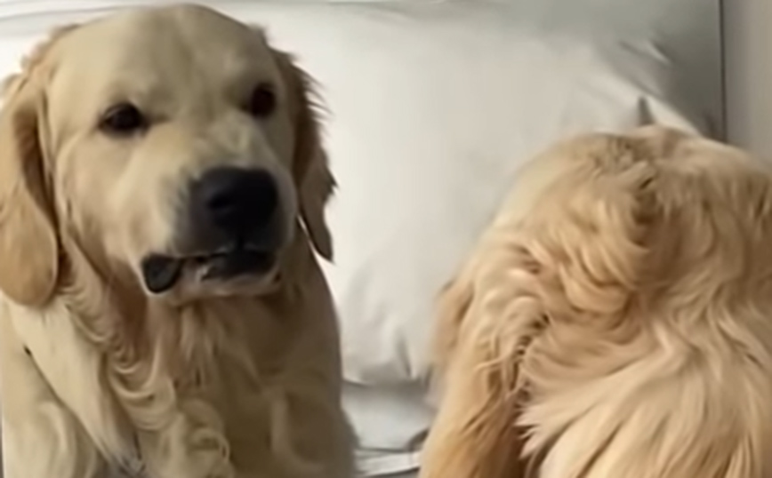 Αξιολάτρευτο Golden Retriever προβάρει&#8230; την αγριάδα του