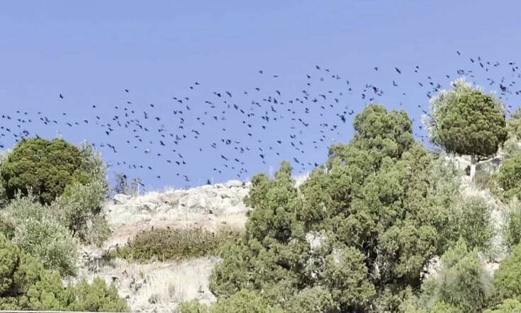 Εντυπωσιακές εικόνες με σμήνος πουλιών να «σκεπάζει» τον Κορινθιακό για 5 λεπτά