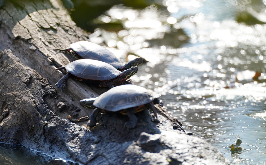 Τέξας: Οι κάτοικοι διέσωσαν 4.000 χελώνες που είχαν υποστεί σοκ από το ψύχος