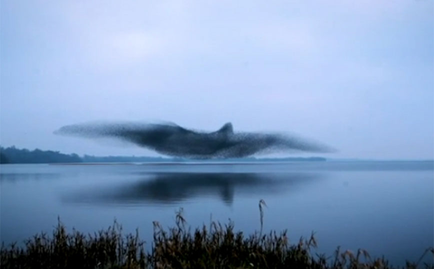 Εντυπωσιακό θέαμα: Σμήνος από ψαρόνια σχηματίζει τεράστιο πουλί στον ουρανό