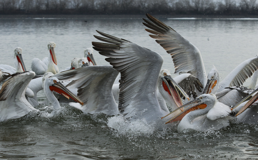Αργυροπελεκάνοι της λίμνης Κερκίνης έχουν τον ιό της γρίπης των πτηνών