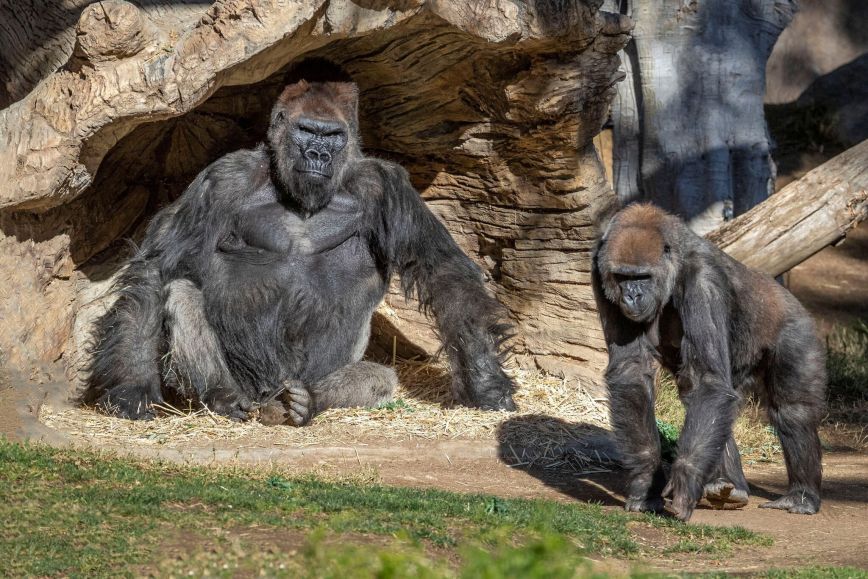 Έκαναν το εμβόλιο κατά του κορονοϊού πίθηκοι του ζωολογικού κήπου του Σαν Ντιέγκο