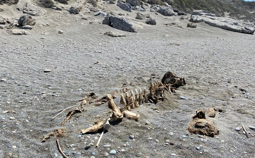 Περίεργος σκελετός τριών μέτρων ξεβράστηκε σε παραλία της Κρήτης