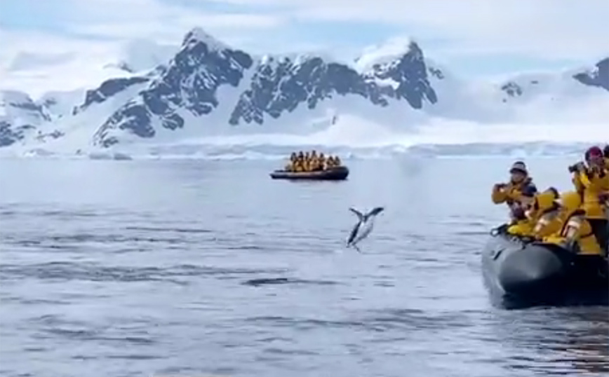 Απίστευτες στιγμές σε ένα βίντεο: Πιγκουίνος πηδά σε βάρκα με τουρίστες για να γλιτώσει από τη φάλαινα