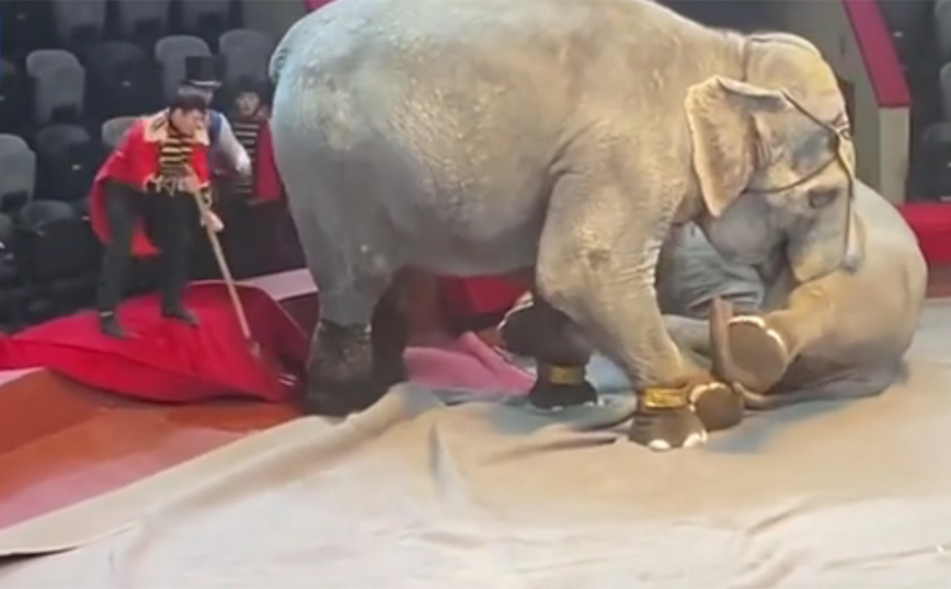 Σκηνές χάους σε τσίρκο: Ελέφαντες τσακώνονται και οι θεατές τρέχουν