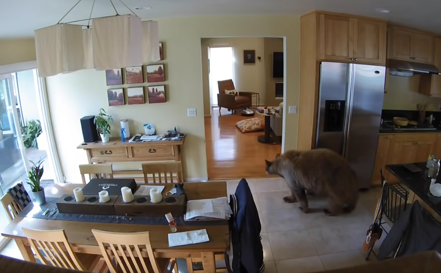 Αρκούδα μπήκε σε σπίτι αλλά έφυγε τρέχοντας&#8230; από τα τεριέ